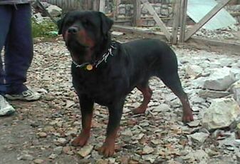 Black Turk Vuk