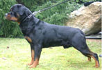 Filou