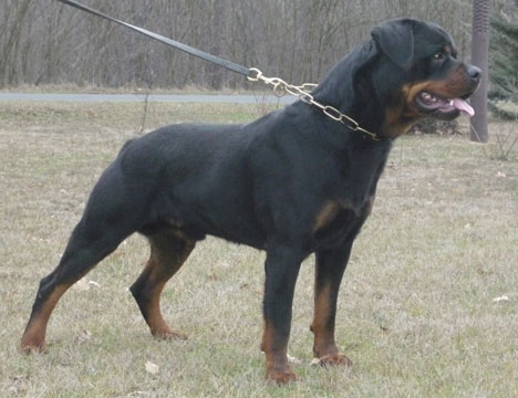 jumbo
