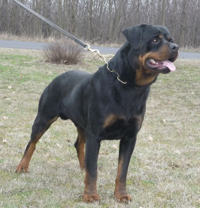 jumbo