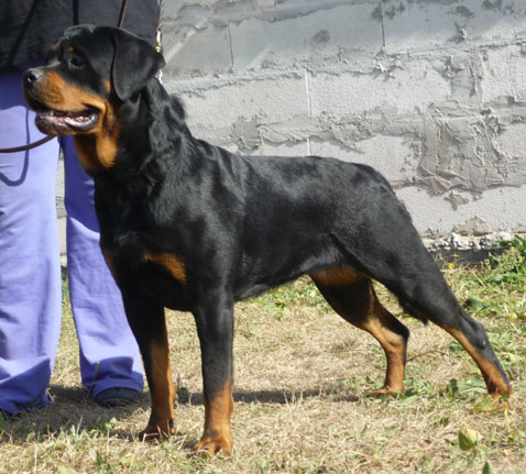 luca
