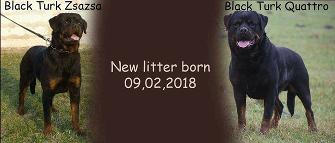 zsazsa litter 
